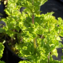 ARBORIX - 6 x menthe verte 'crispa' - mentha spicata 'crispa' - godet 9cm x 9cm