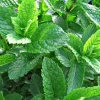 ARBORIX - 6 x menthe verte - mentha spicata 'marocco' - godet 9cm x 9cm