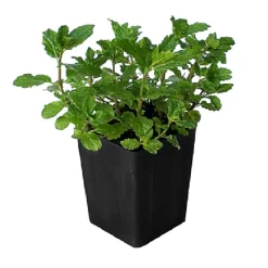 ARBORIX - 6 x menthe verte - mentha spicata 'marocco' - godet 9cm x 9cm