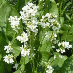 ARBORIX - 6 x moutarde des allemands - armoracia rusticana - godet 9cm x 9cm