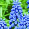 ARBORIX - 10 x muscari armeniacum - bulbes à fleurs de printemps