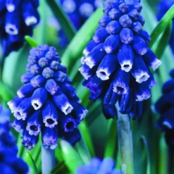 ARBORIX - 10 x muscari neglectum (muscari racemosum) - bulbes à fleurs de printemps