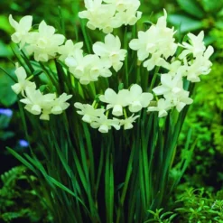 ARBORIX - 25 x narcis petrel - bulbes à fleurs de printemps