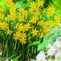 ARBORIX - 50 x narcisses baby moon - bulbes à fleurs de printemps