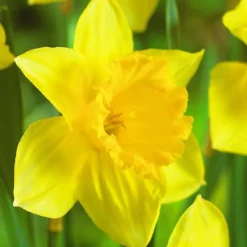 ARBORIX - 50 x narcisses carlton - bulbes à fleurs de printemps