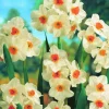 ARBORIX - 50 x narcisses cragford - bulbes à fleurs de printemps