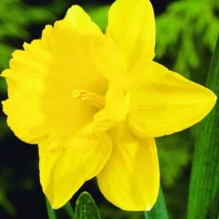 ARBORIX - 50 x narcisses golden harvest - bulbes à fleurs de printemps