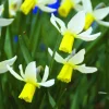 ARBORIX - 50 x narcisses jack snipe - bulbes à fleurs de printemps