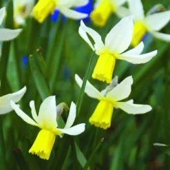 ARBORIX - 50 x narcisses jack snipe - bulbes à fleurs de printemps