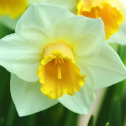 ARBORIX - 50 x narcisses salome - bulbes à fleurs de printemps