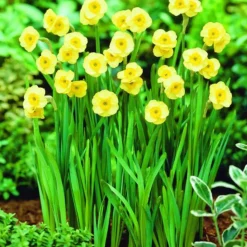 ARBORIX - 50 x narcisses sun disc - bulbes à fleurs de printemps