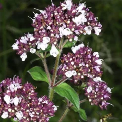 ARBORIX - 6 x origan commun - origanum vulgare - godet 9cm x 9cm