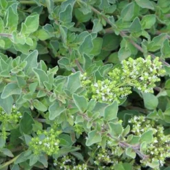 ARBORIX - 6 x origan commun - origanum vulgare - godet 9cm x 9cm