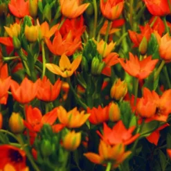 ARBORIX - 10 x ornithogalum dubium - bulbes à fleurs de printemps