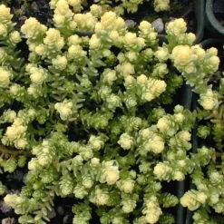 ARBORIX - 6 x orpin âcre 'elegans' - sedum acre 'elegans' - godet 9cm x 9cm
