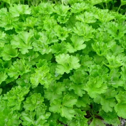 ARBORIX - 6 x persil plat - petroselinum crispum - godet 9cm x 9cm