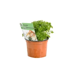 ARBORIX - 6 x persil plat - petroselinum crispum - godet 9cm x 9cm