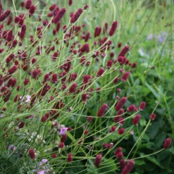 ARBORIX - 6 x petite pimprenelle - sanguisorba minor - godet 9cm x 9cm