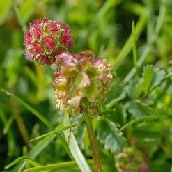 ARBORIX - 6 x petite pimprenelle - sanguisorba minor - godet 9cm x 9cm
