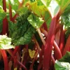 ARBORIX - 6 x rhubarbe - rheum rhabarbarum - godet 9cm x 9cm
