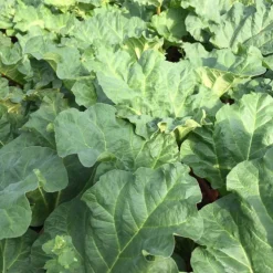 ARBORIX - 6 x rhubarbe - rheum rhabarbarum - godet 9cm x 9cm