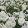 ARBORIX - 2 x rose classique - rosa 'witte tros'