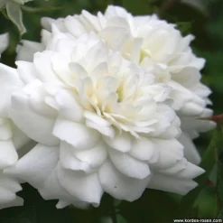 ARBORIX - 2 x rosier couvre-sol - rosa 'sea foam'