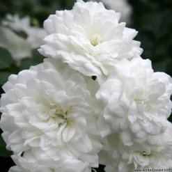 ARBORIX - 2 x rosier couvre-sol - rosa 'sea foam'