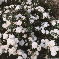 ARBORIX - 2 x rosier couvre-sol - rosa 'sea foam'