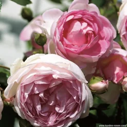 ARBORIX - 2 x rosier grimpante kordes - rosa 'jasmina'®