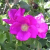 ARBORIX - 2 x rosier rugueux - rosa rugosa - 40-60 cm pot