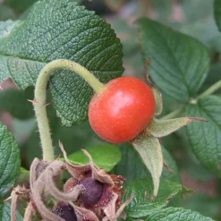 ARBORIX - 2 x rosier rugueux 'alba' - rosa rugosa 'alba' - 40-60 cm pot