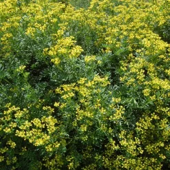 ARBORIX - 6 x rue - ruta graveolens - godet 9cm x 9cm