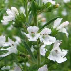 ARBORIX - 6 x sarriette des montagnes - satureja montana - godet 9cm x 9cm