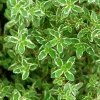 ARBORIX - 6 x thym citron - thymus citriodorus - godet 9cm x 9cm