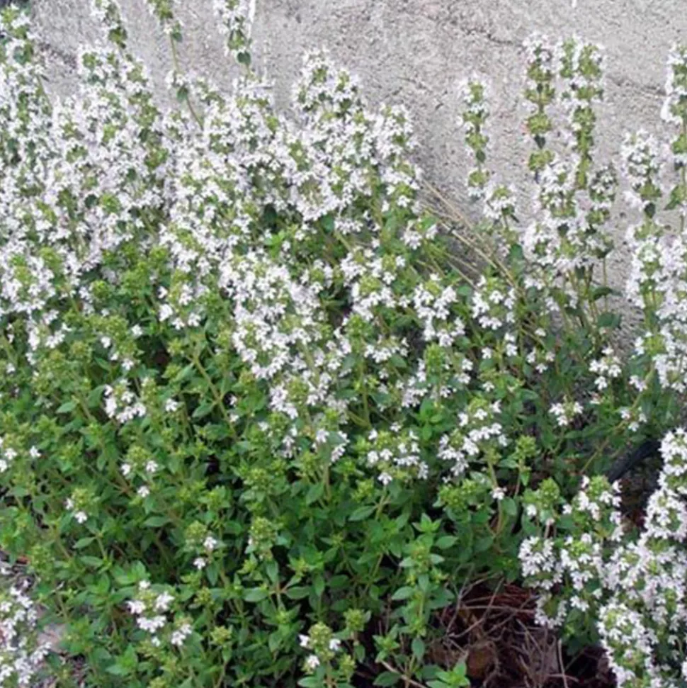 ARBORIX - 6 x thym commun 'compactus' - thymus vulgaris 'compactus' - godet 9cm x 9cm