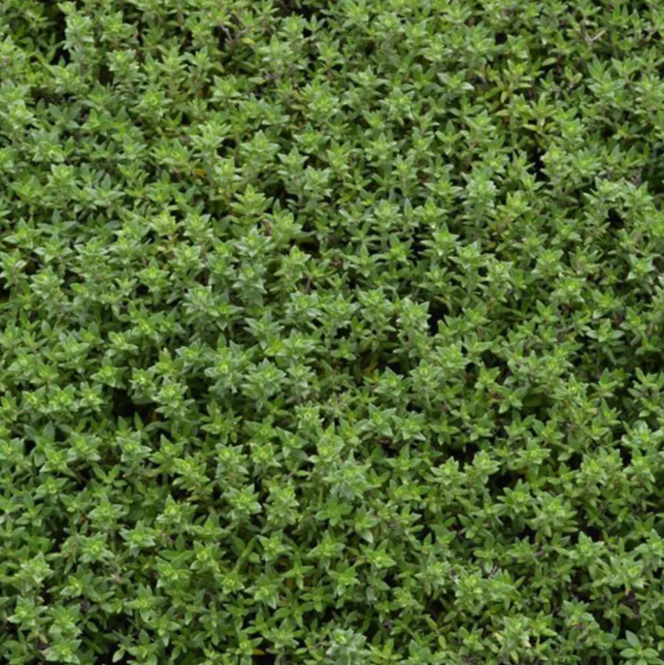 ARBORIX - 6 x thym commun 'compactus' - thymus vulgaris 'compactus' - godet 9cm x 9cm
