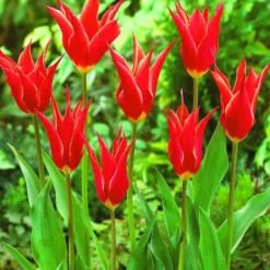 ARBORIX - 50 x tulipe aladdin - bulbes à fleurs de printemps