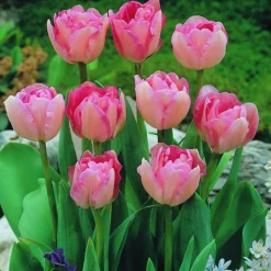 ARBORIX - 50 x tulipe angélique - bulbes à fleurs de printemps