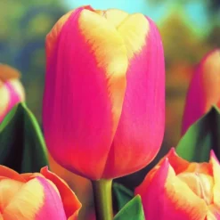 ARBORIX - 50 x tulipe anna jose - bulbes à fleurs de printemps