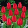 ARBORIX - 50 x tulipe apeldoorn - bulbes à fleurs de printemps