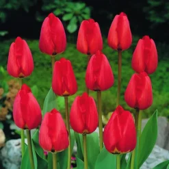 ARBORIX - 50 x tulipe apeldoorn - bulbes à fleurs de printemps
