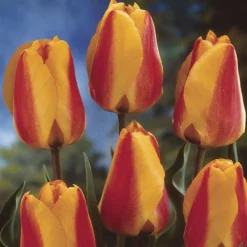ARBORIX - 50 x tulipe apeldoorn elite - bulbes à fleurs de printemps