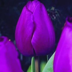 ARBORIX - 50 x tulipe attila - bulbes à fleurs de printemps