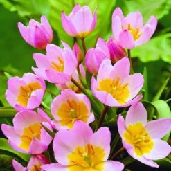 ARBORIX - 50 x tulipe bakeri lilac wonder - bulbes à fleurs de printemps