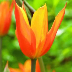 ARBORIX - 50 x tulipe ballerina - bulbes à fleurs de printemps