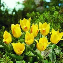 ARBORIX - 50 x tulipe berlioz - bulbes à fleurs de printemps