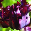 ARBORIX - 50 x tulipe black parrot - bulbes à fleurs de printemps