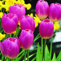 ARBORIX - 50 x tulipe blenda - bulbes à fleurs de printemps