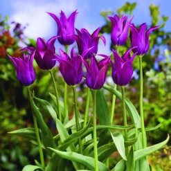 ARBORIX - 50 x tulipe burgundy - bulbes à fleurs de printemps